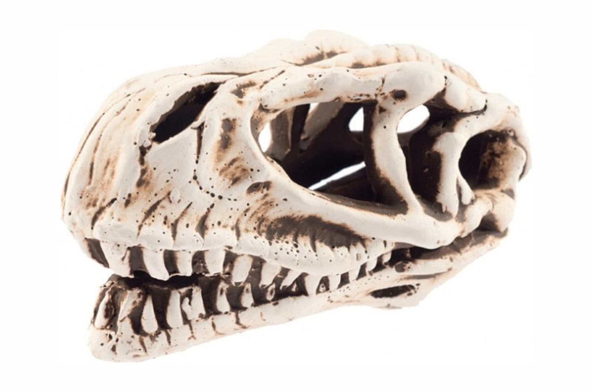 Aqua Nova Ceramic Dinosaur Skull 14 × 7 × 7 cm