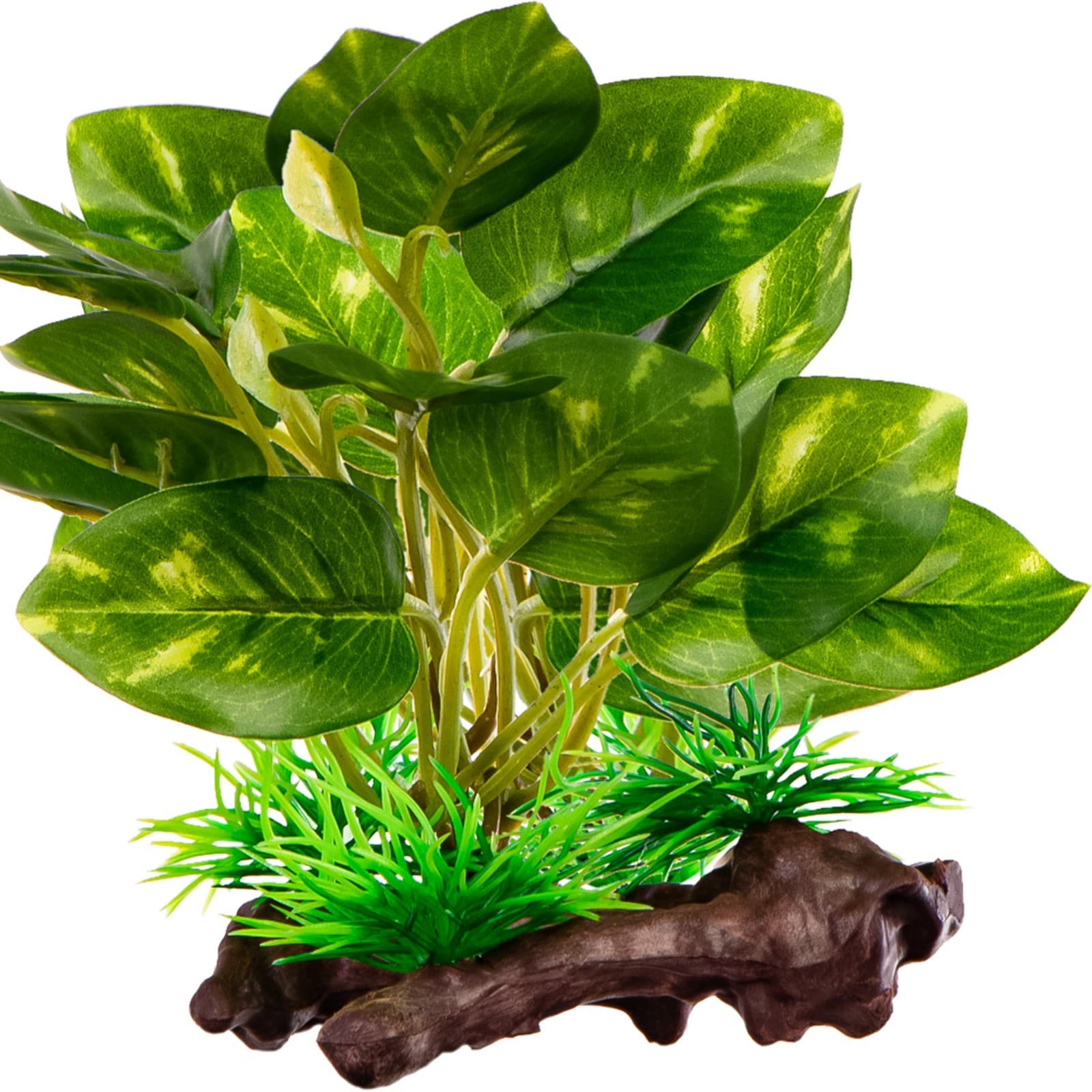 Kruger Meier Plant Ficus Root kunsttaim
