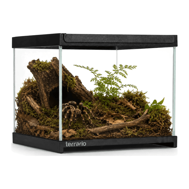 Terrario Frevo Clear klaasterraarium, 20 x 20 x 17 cm