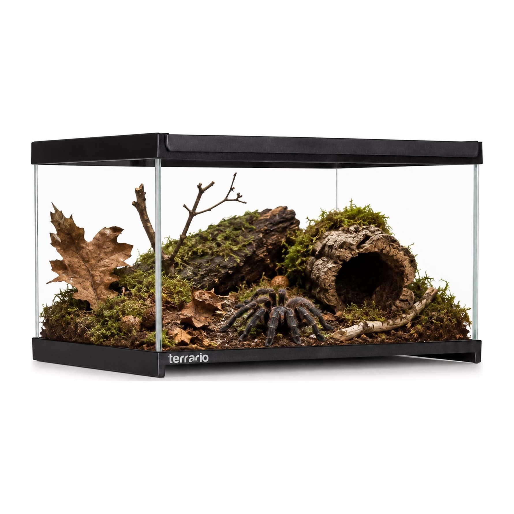 Terrario Frevo Clear klaasterraarium, 30 x 20 x 17 cm