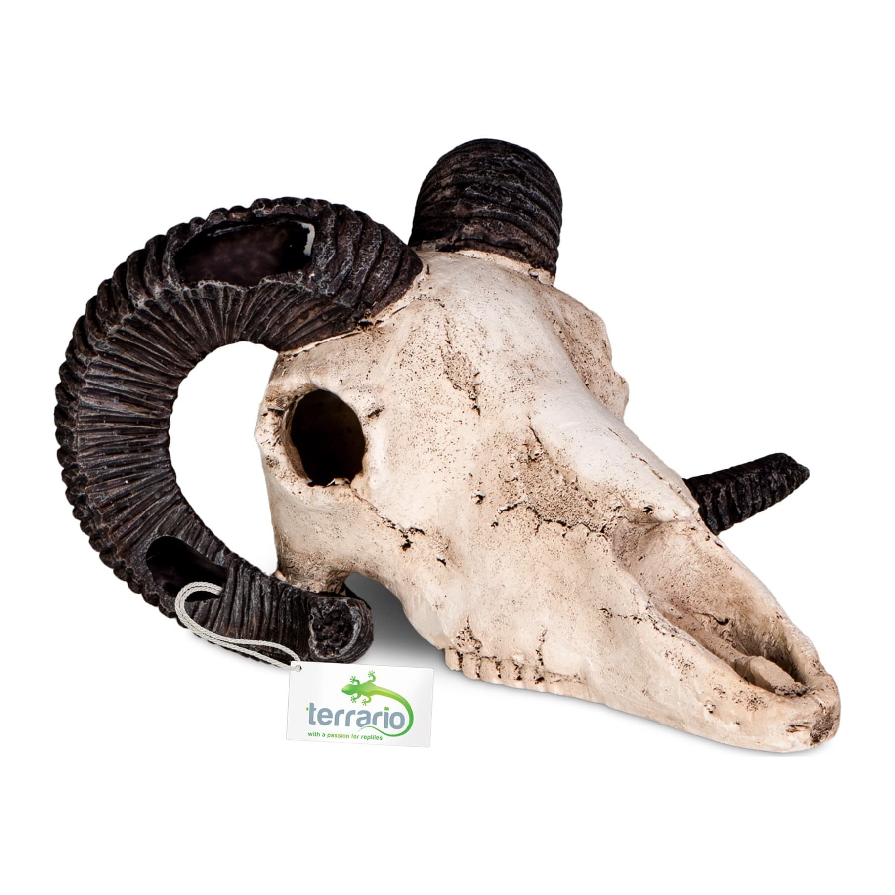 Terrario Ram Skull jäärakolp, terraariumi dekoratsioon 19 x 16 x 11 cm