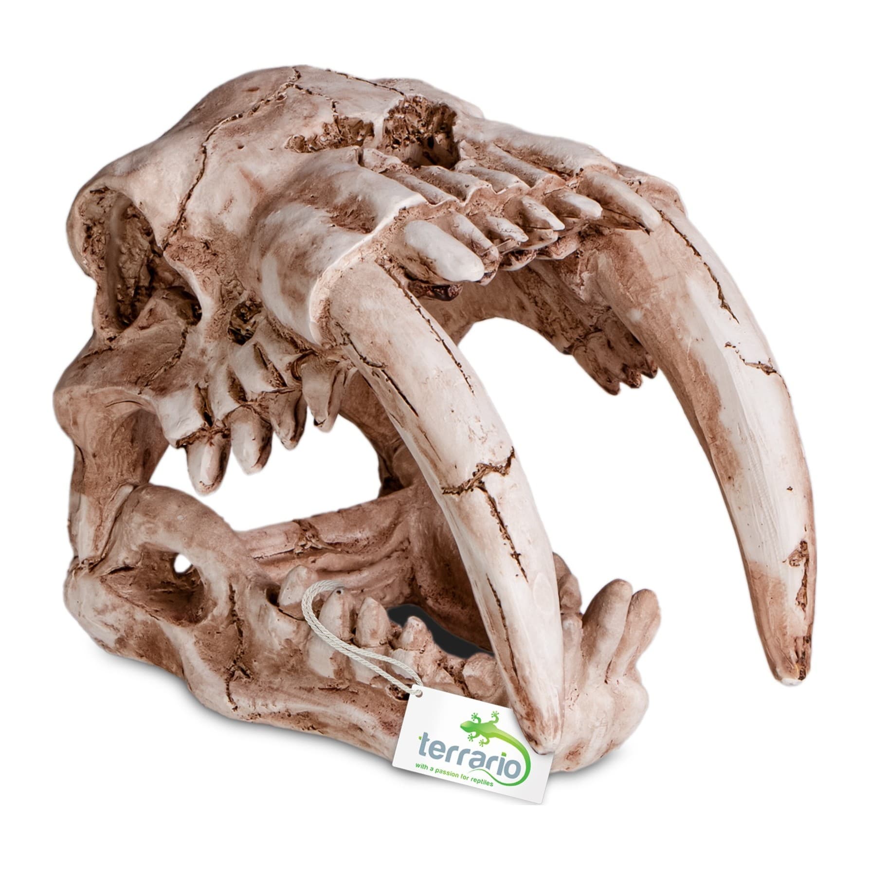 Terrario Sabertooth Skull terraariumi dekoratsioon, 13 x 8,5 x 11 cm