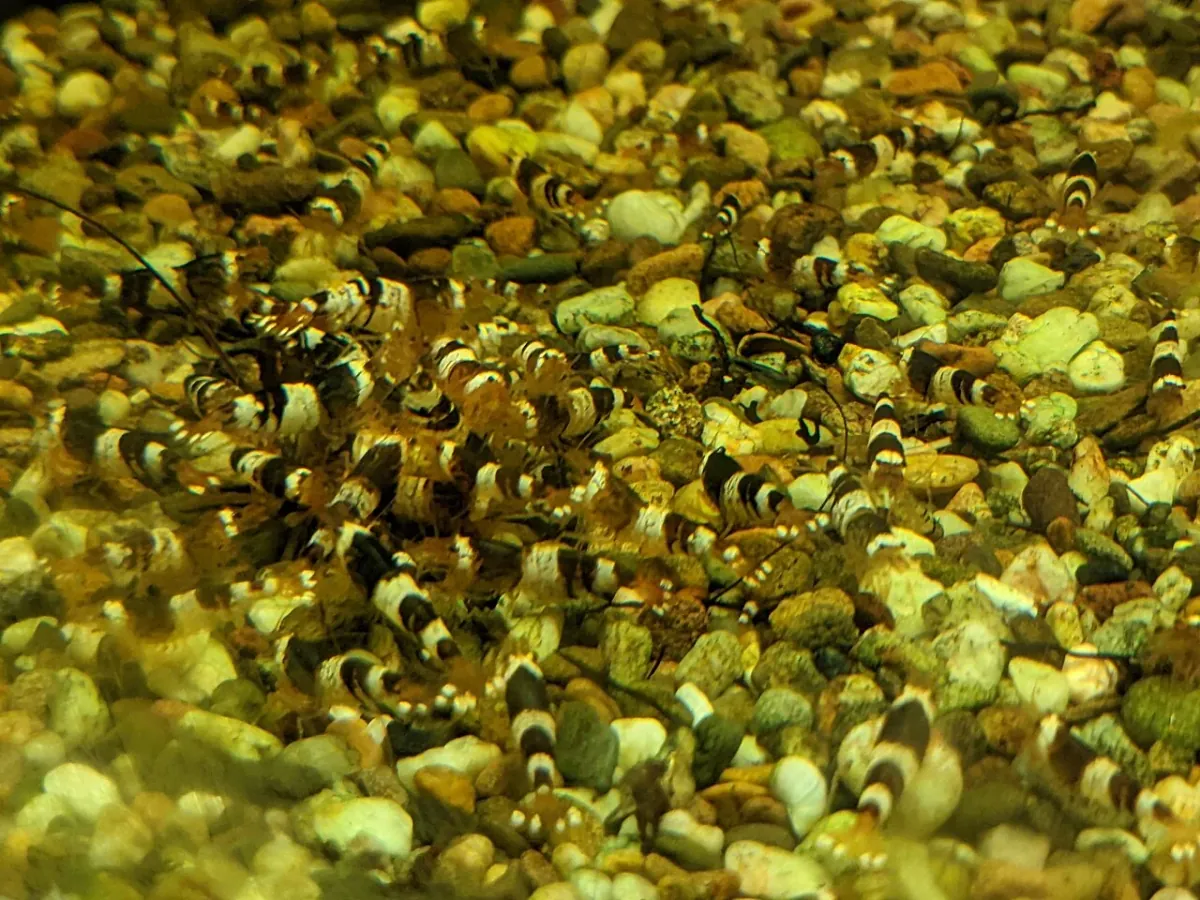 Caridina cantonensis krevetid akvaariumi põhjal.