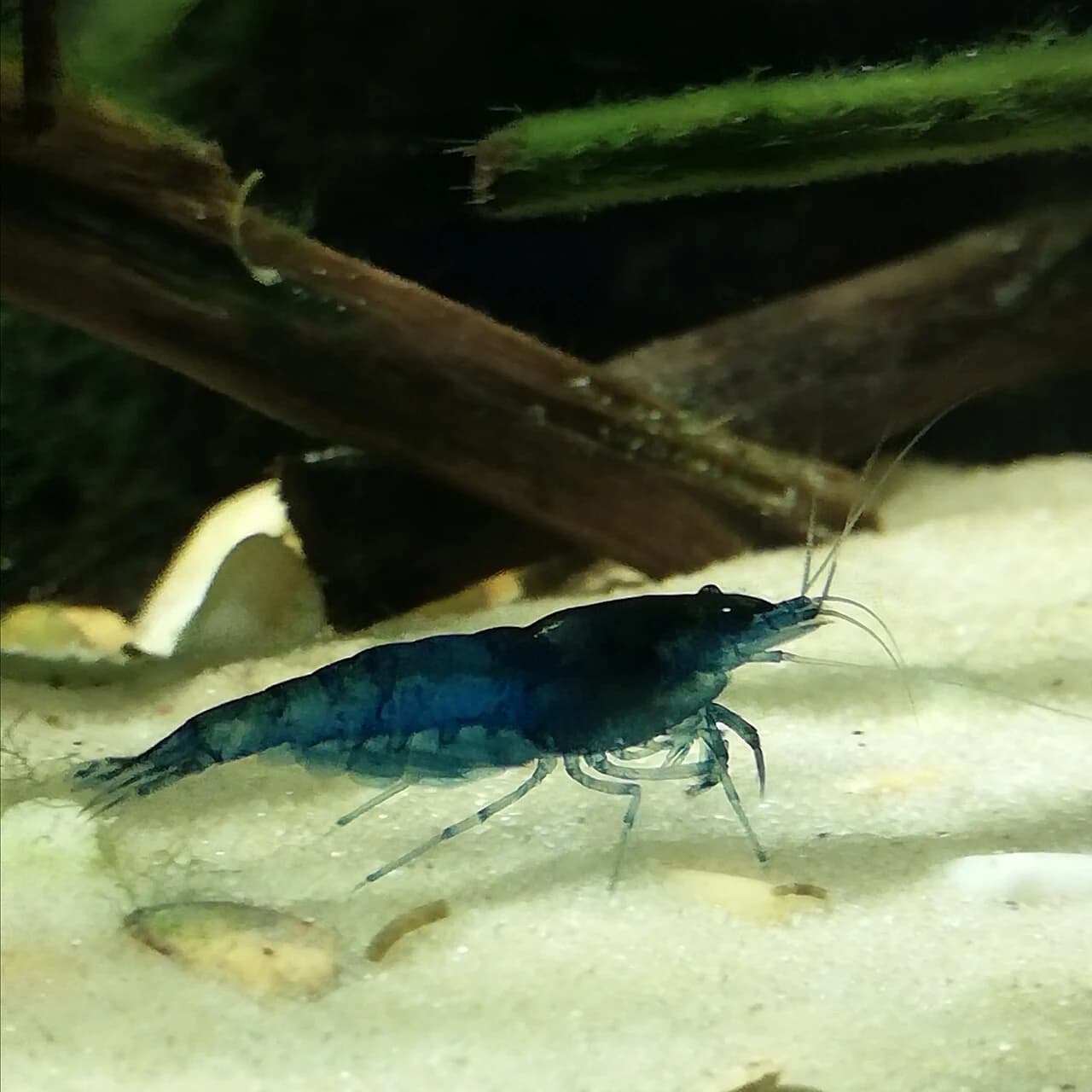 Sinine Neocaridina davidi akvaariumis.