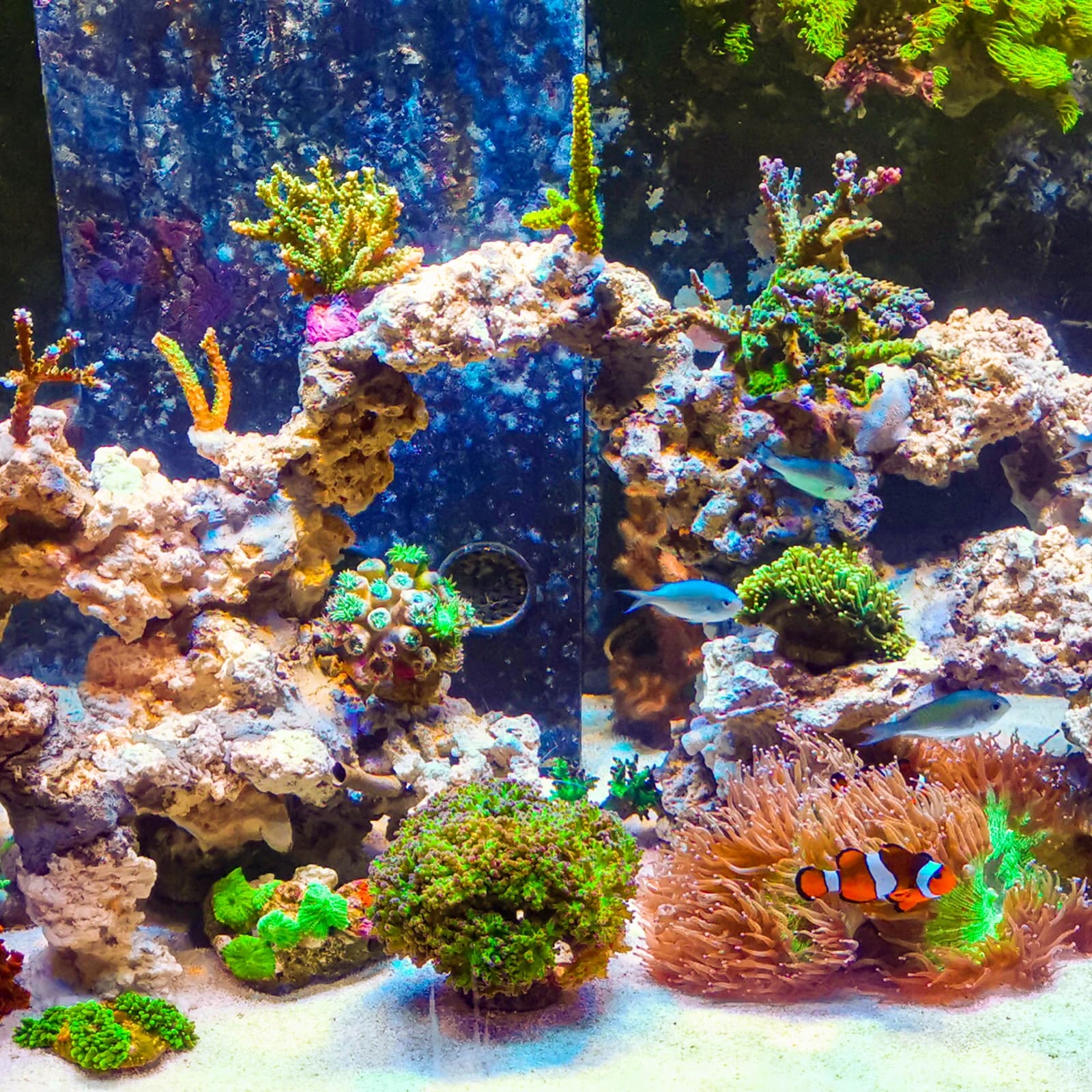 ARKA myReef-Rocks segakast 20 kg