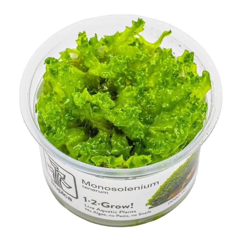 Monosolenium tenerum
