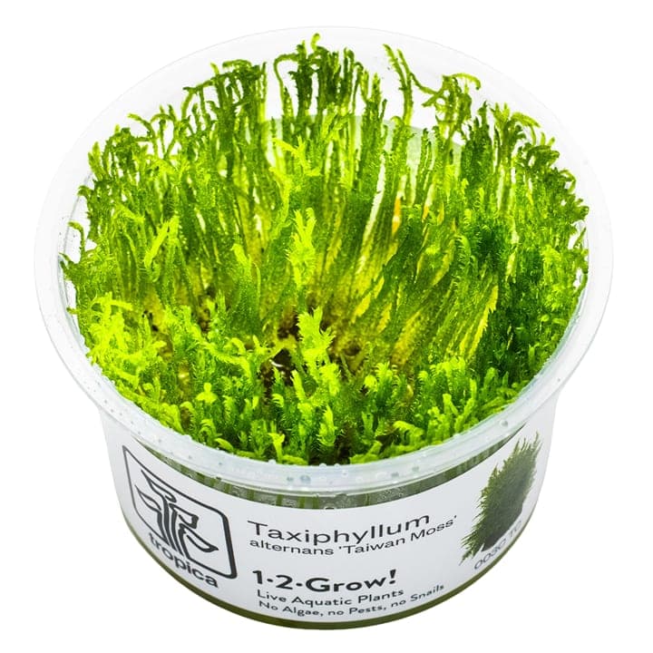 Taxiphyllum alternans 'Taiwan Moss'