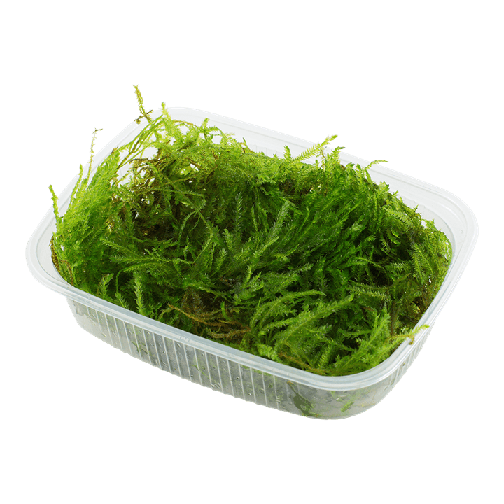 Taxiphyllum sp. 'Spiky Moss'