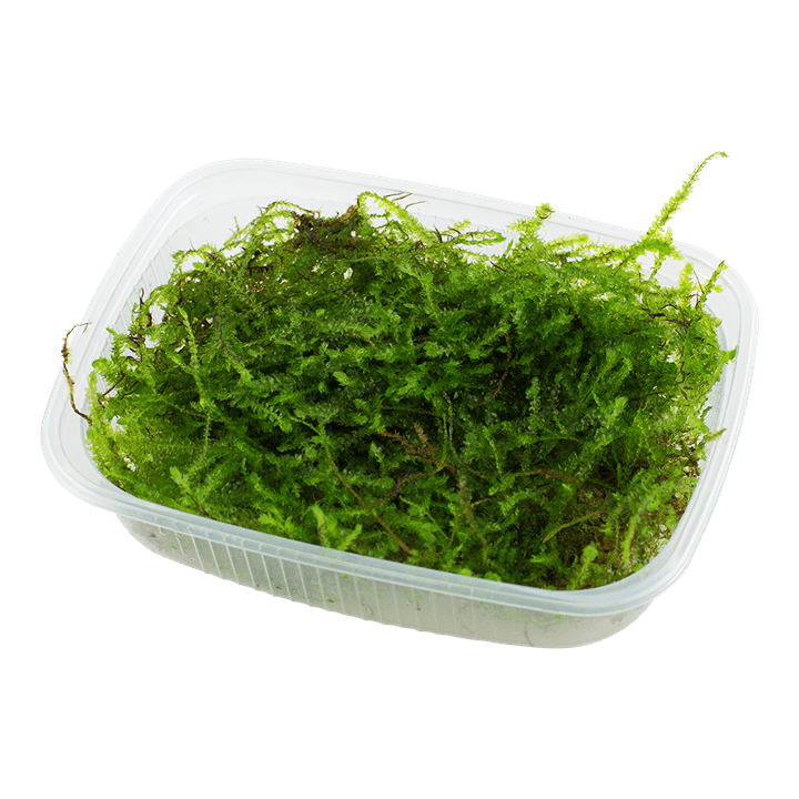 Taxiphyllum barbieri 'Bogor Moss'