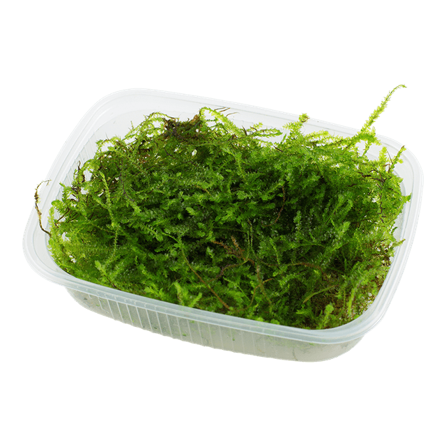 Taxiphyllum barbieri 'Bogor Moss'