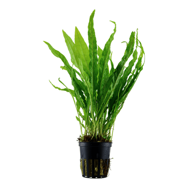 Microsorum pteropus