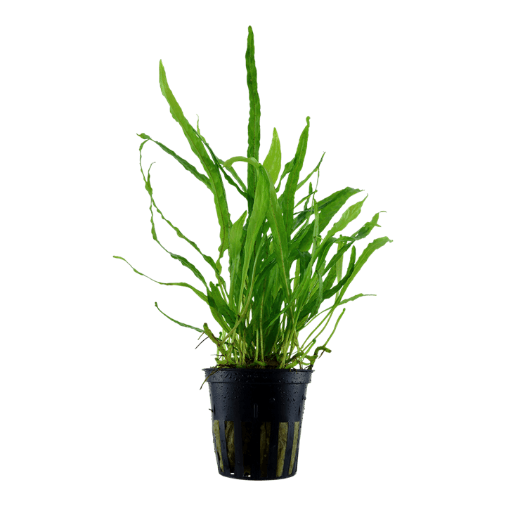 Microsorum pteropus 'Narrow'