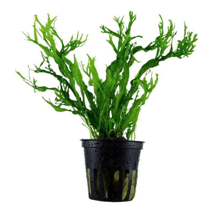 Microsorum pteropus 'Windeløv'