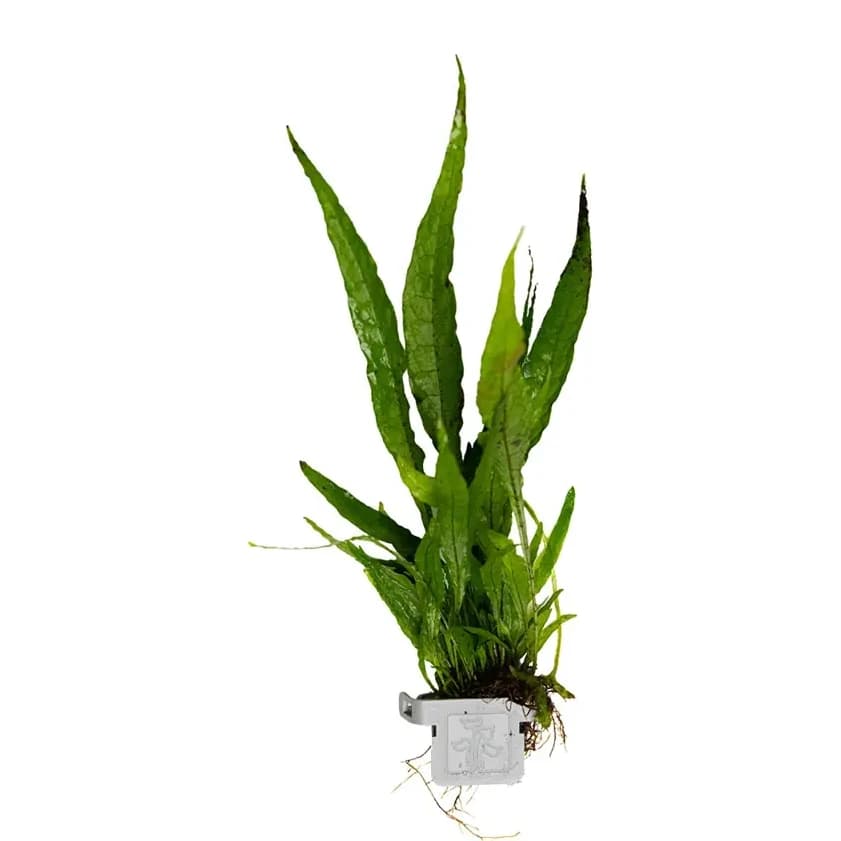 Microsorum pteropus