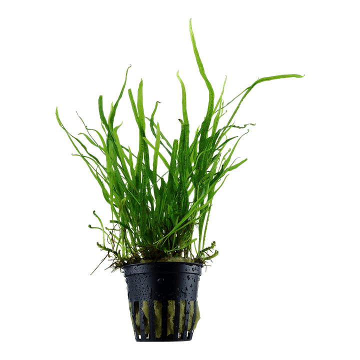 Microsorum pteropus 'Trident'