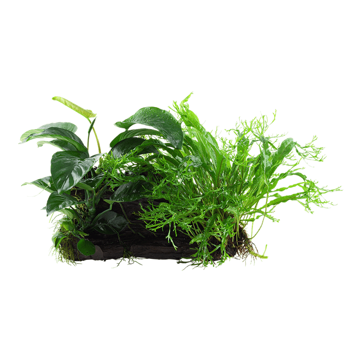 Microsorum - Anubias 'Duet'