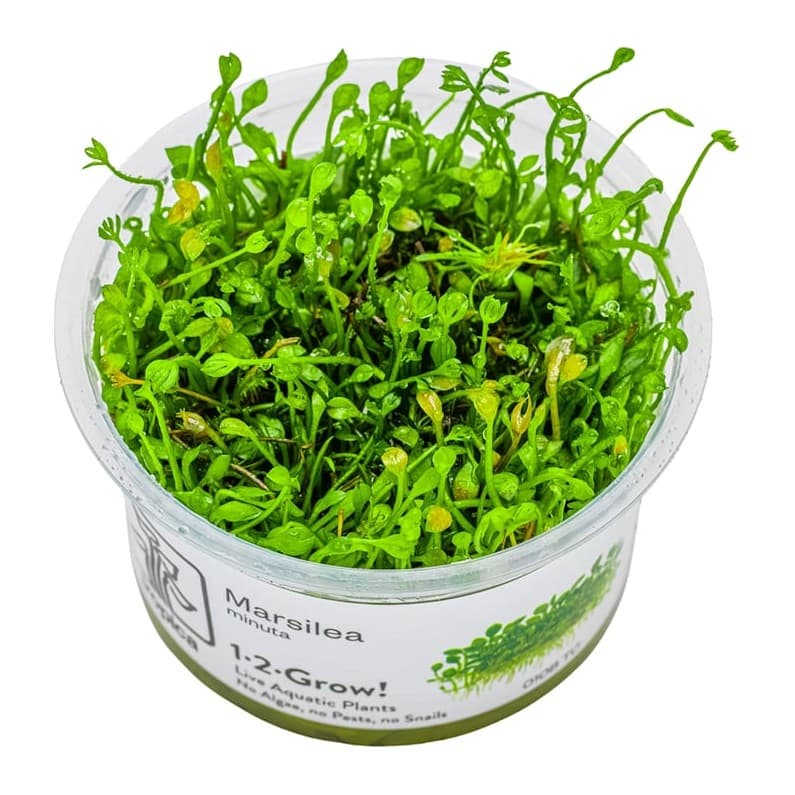 Marsilea minuta