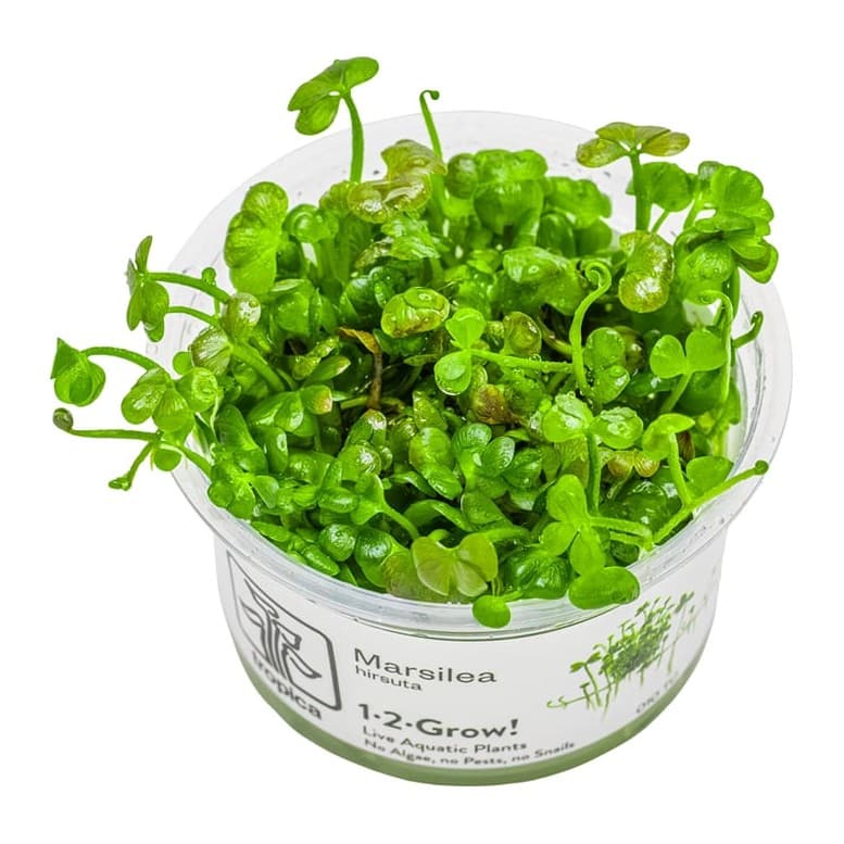 Marsilea hirsuta