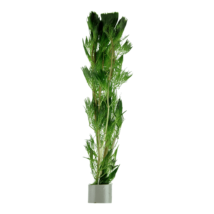 Cabomba aquatica