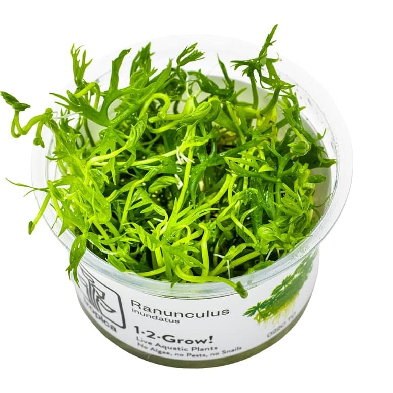 Ranunculus inundatus