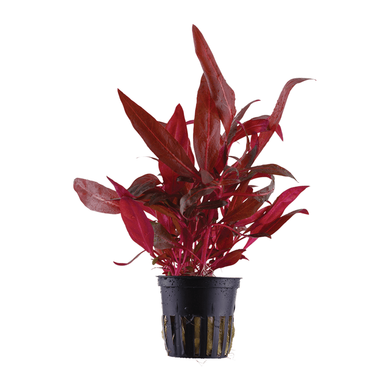 Alternanthera reineckii 'Rosanervig'
