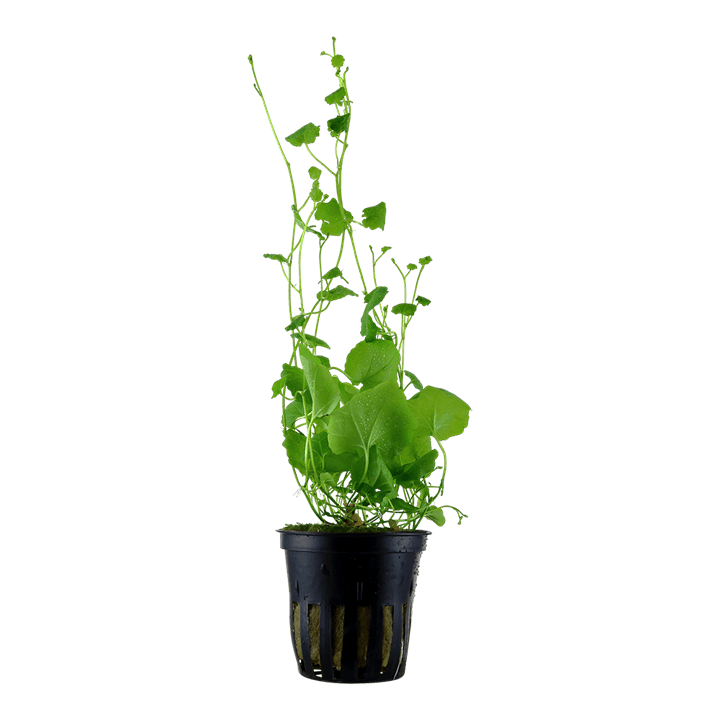 Cardamine lyrata