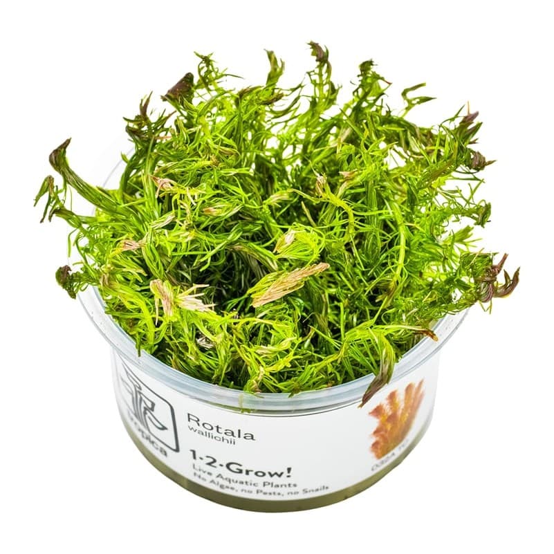 Rotala wallichii