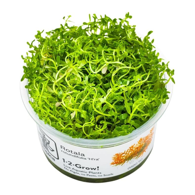 Rotala rotundifolia 'H'ra'