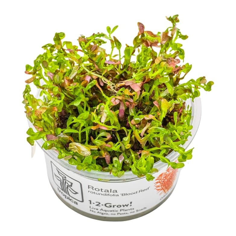 Rotala rotundifolia 'Blood Red'