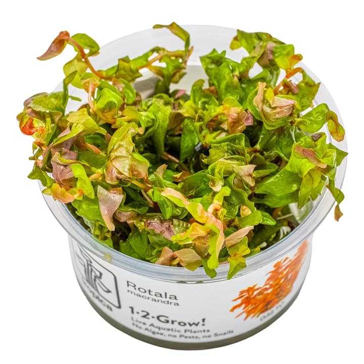 Rotala macrandra