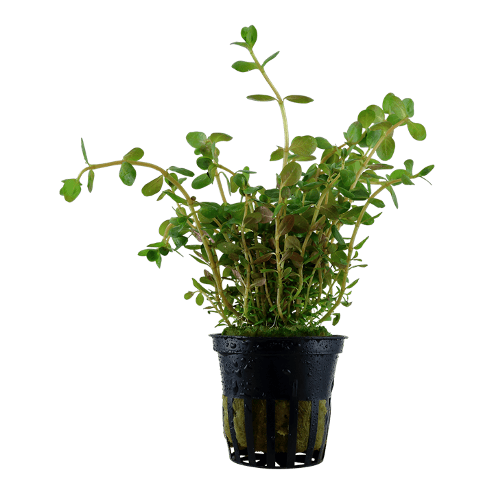 Rotala rotundifolia
