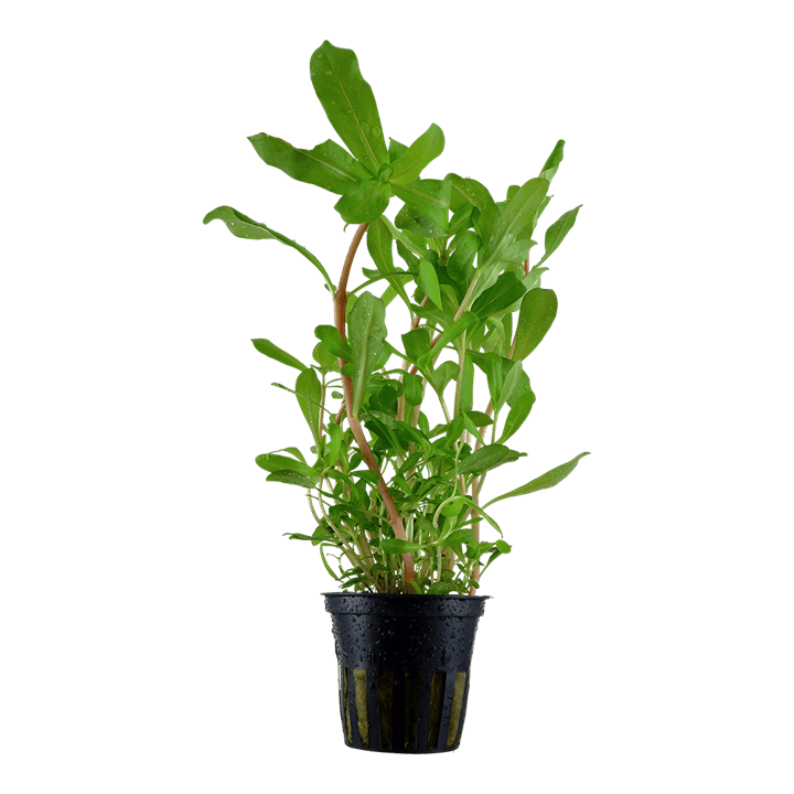 Ammannia crassicaulis
