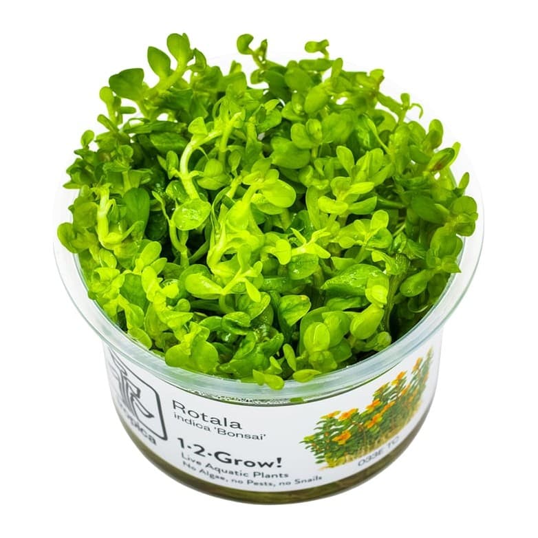 Rotala indica 'Bonsai'