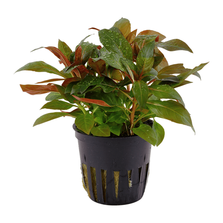 Ludwigia glandulosa