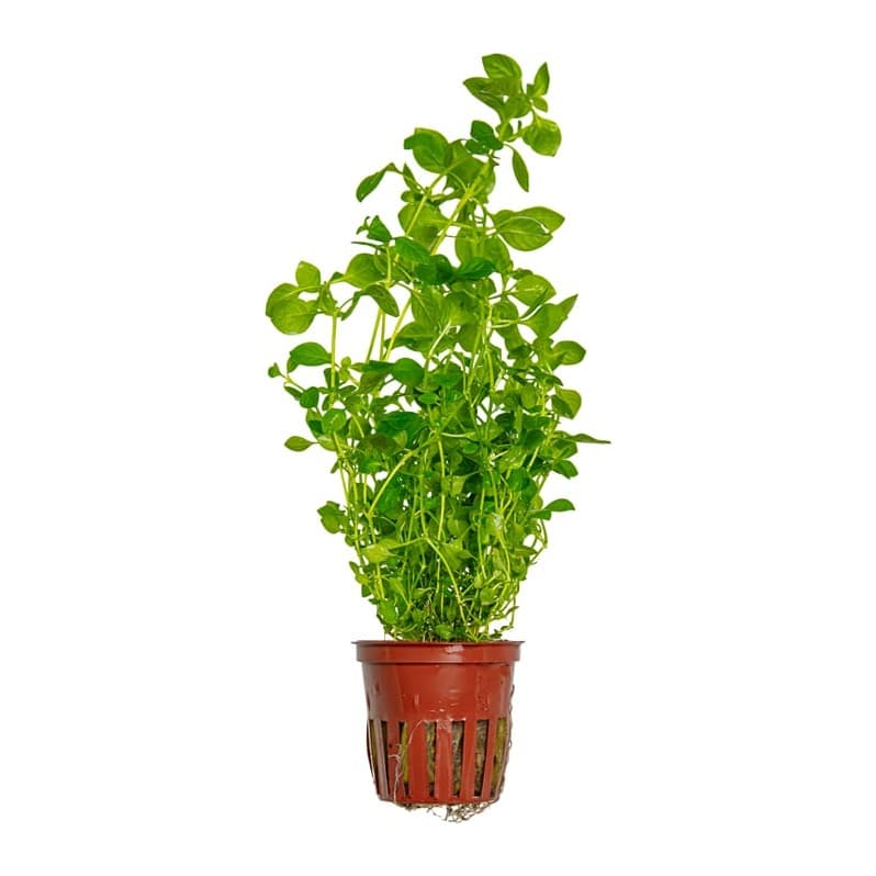 Ludwigia palustris 'Green'