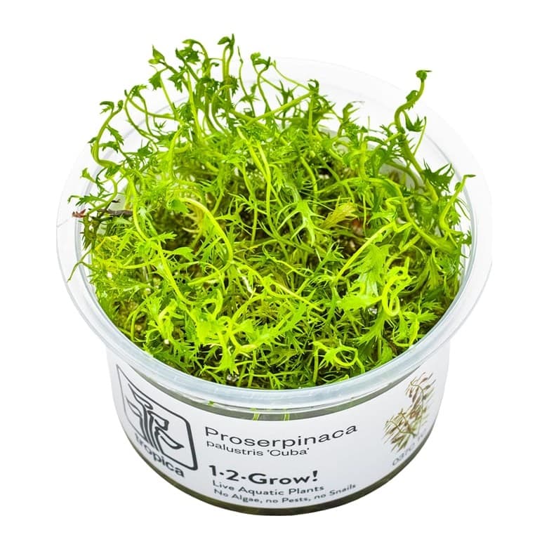 Proserpinaca palustris 'Cuba'