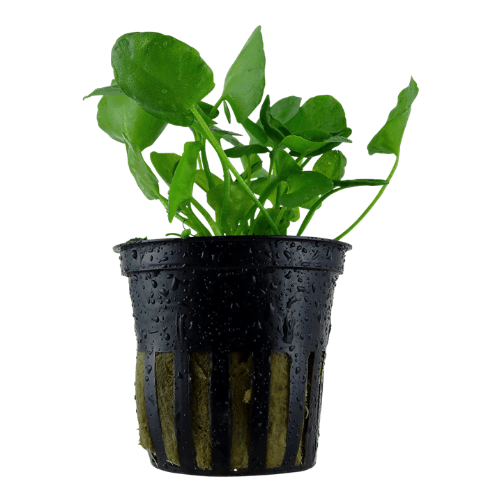 Nymphoides hydrophylla 'Taiwan'