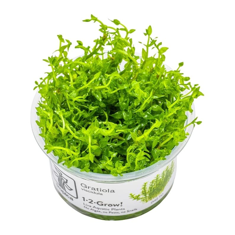 Gratiola viscidula