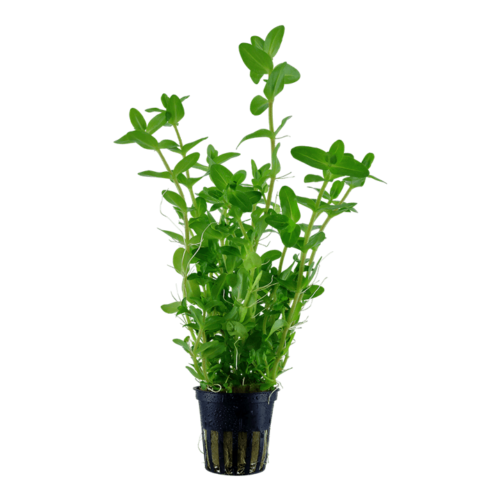 Bacopa caroliniana