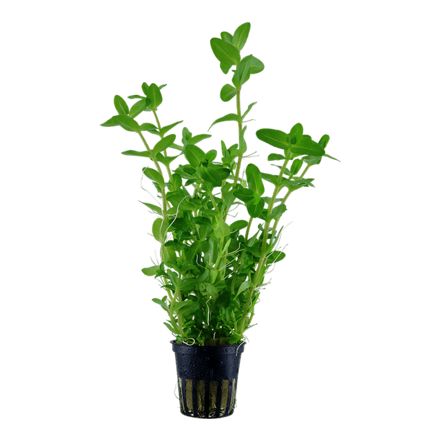 Bacopa caroliniana