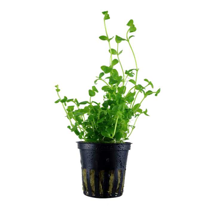 Bacopa australis