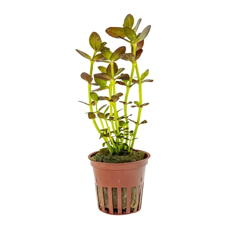 Bacopa salzmannii 'Purple'