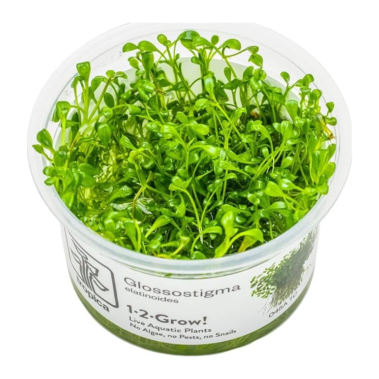 Glossostigma elatinoides