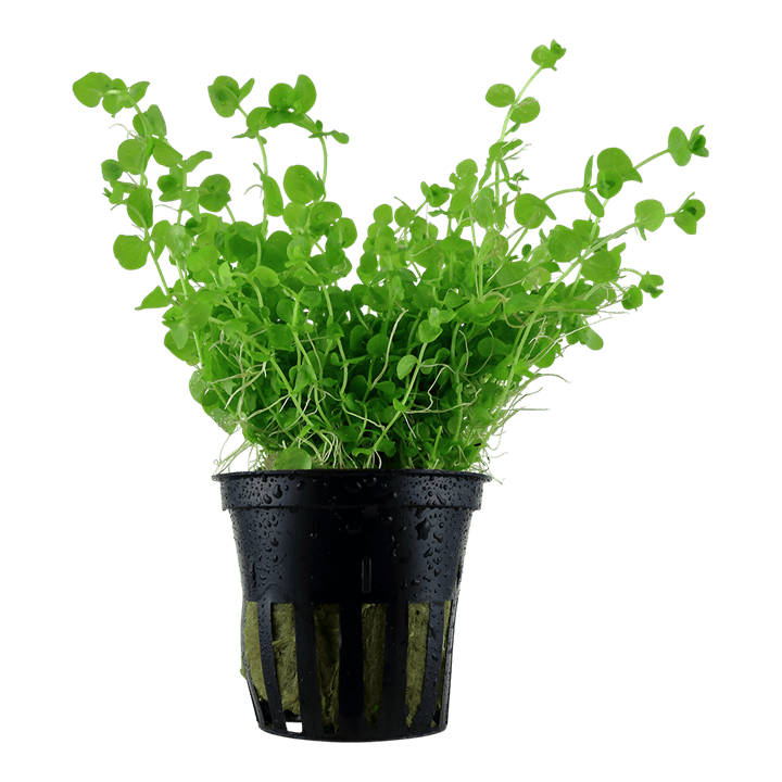 Micranthemum umbrosum