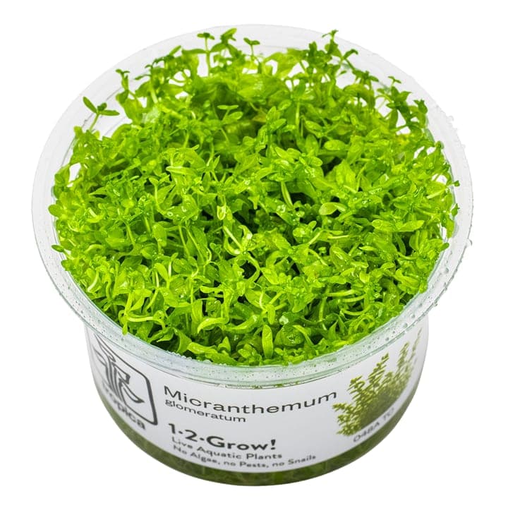 Micranthemum glomeratum