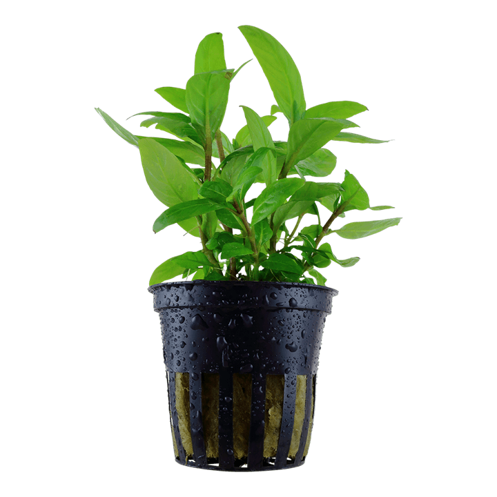 Staurogyne repens