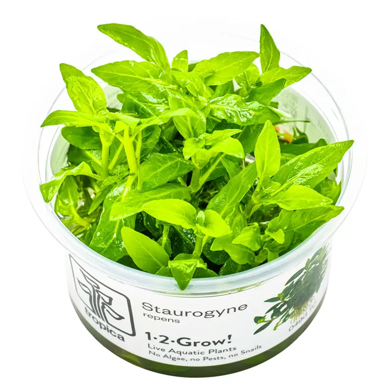 Staurogyne repens
