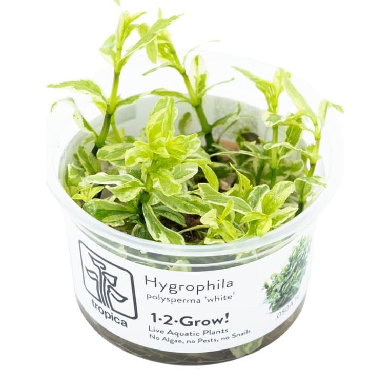 Hygrophila polysperma 'White'