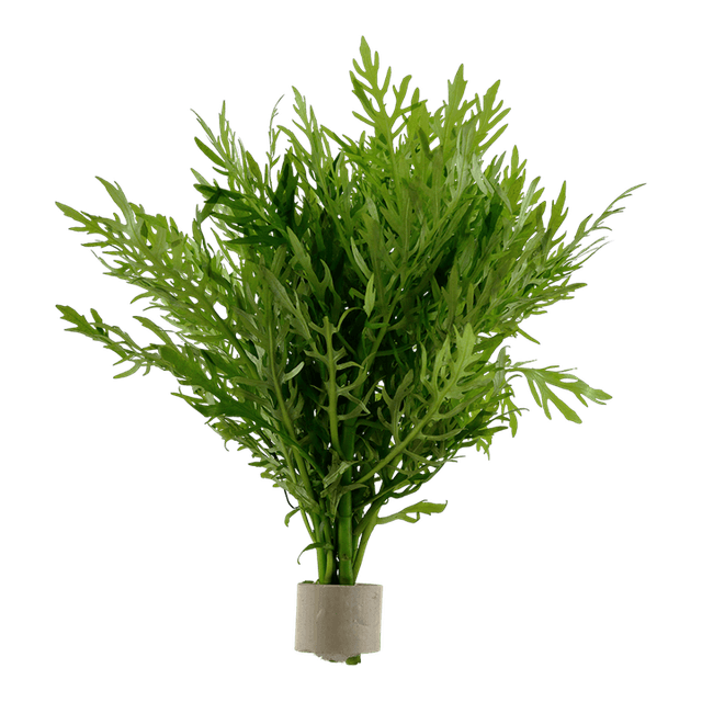 Hygrophila difformis