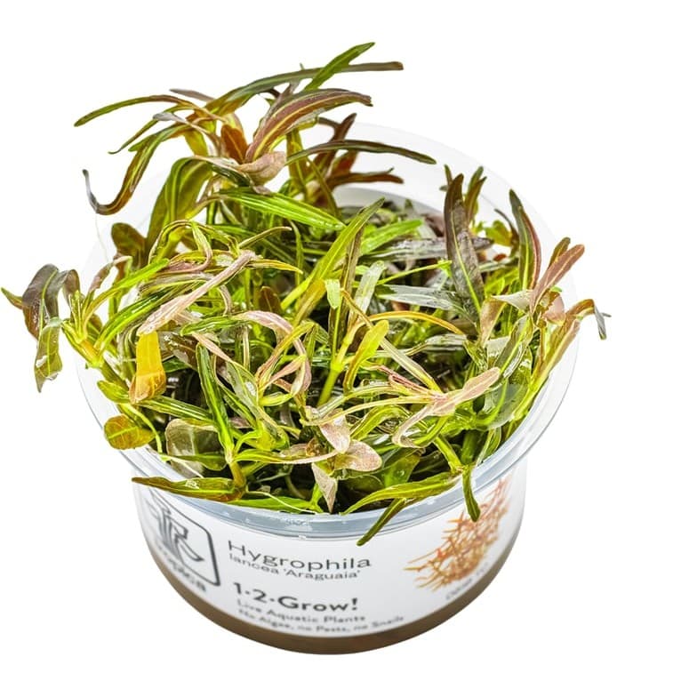 Hygrophila lancea 'Araguaia'